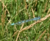 Coenagrion puella (Linnaeus, 1758)