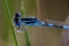 Coenagrion scitulum