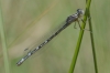Enallagma cyathigerum (Charpentier, 1840)