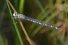 Enallagma cyathigerum (Charpentier, 1840)