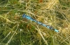 Enallagma cyathigerum (Charpentier, 1840)