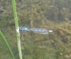 Enallagma cyathigerum