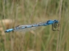 Enallagma cyathigerum Enallagma cyathigerum