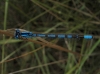 Enallagma cyathigerum Enallagma cyathigerum