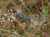 Enallagma cyathigerum Enallagma cyathigerum