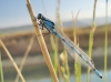 Enallagma cyathigerum Enallagma cyathigerum