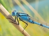 Enallagma cyathigerum Enallagma cyathigerum