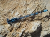 Enallagma cyathigerum Enallagma cyathigerum