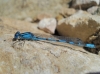 Enallagma cyathigerum Enallagma cyathigerum
