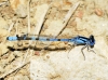 Enallagma cyathigerum Enallagma cyathigerum