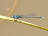 Erythromma lindenii (Selys, 1840)