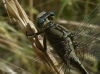 Gomphus pulchellus Selys, 1840