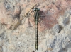 Gomphus simillimus
