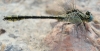 Gomphus simillimus