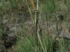 Gomphus simillimus Selys, 1840
