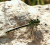 Gomphus simillimus Selys, 1840