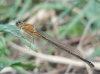 Ischnura ? 1d3
