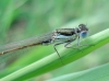 Ischnura ? 2d2