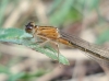 Ischnura ? 2d3