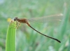 Ischnura ? 3d3