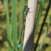 Ischnura ?