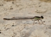 Ischnura ?