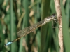 Ischnura ?