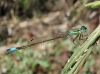 Ischnura ?