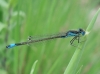 Ischnura ?