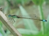 Ischnura ?