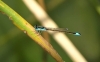 Ischnura elegans
