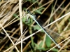 Ischnura elegans