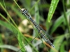 Ischnura elegans