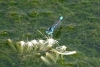 Ischnura sp.?