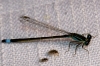 Ischnura sp.