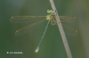 Lestes barbarus