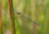 Lestes barbarus