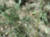 Lestes barbarus