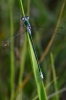 Lestes dryas Kirby, 1890