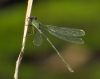 Lestes viridis