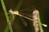 Lestes barbarus