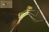 Lestes barbarus