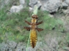 Libellula depressa