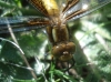 Libellula depressa Linnaeus, 1758