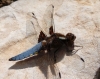 Libellula depressa Linnaeus, 1758