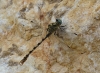 Onychogomphus forcipatus (Linnaeus, 1758)