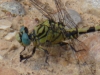 Onychogomphus forcipatus (Linnaeus, 1758)