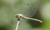 Onychogomphus forcipatus