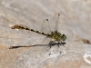 Onychogomphus forcipatus