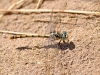 Onychogomphus forcipatus unguiculatus (Vander Linden, 1823)